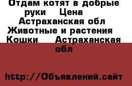 Отдам котят в добрые руки. › Цена ­ 1 - Астраханская обл. Животные и растения » Кошки   . Астраханская обл.
